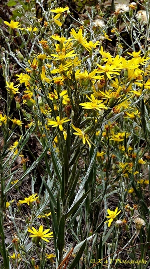 {Pityopsis graminifolia}